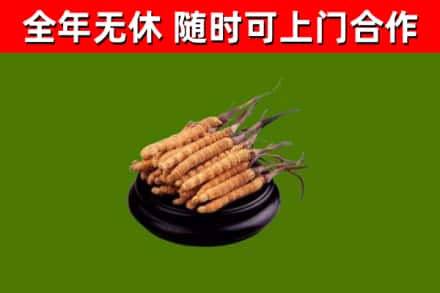 临猗烟酒回收冬虫夏草.jpg